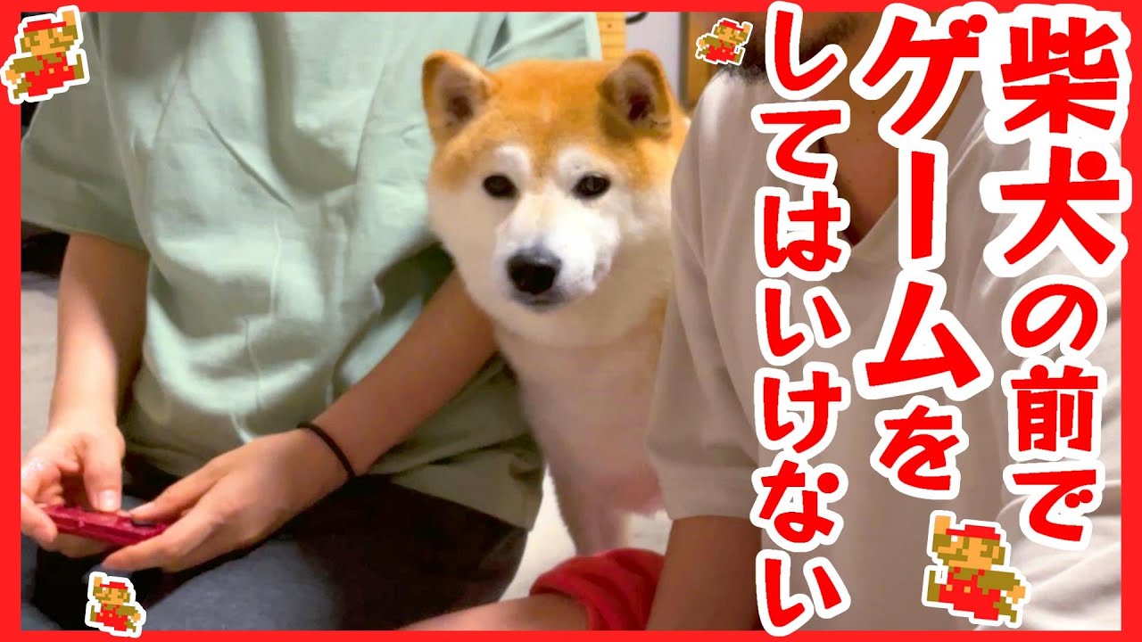 柴太郎さん専用 柴犬の前でゲームをしたらこうなりましたww - YouTube