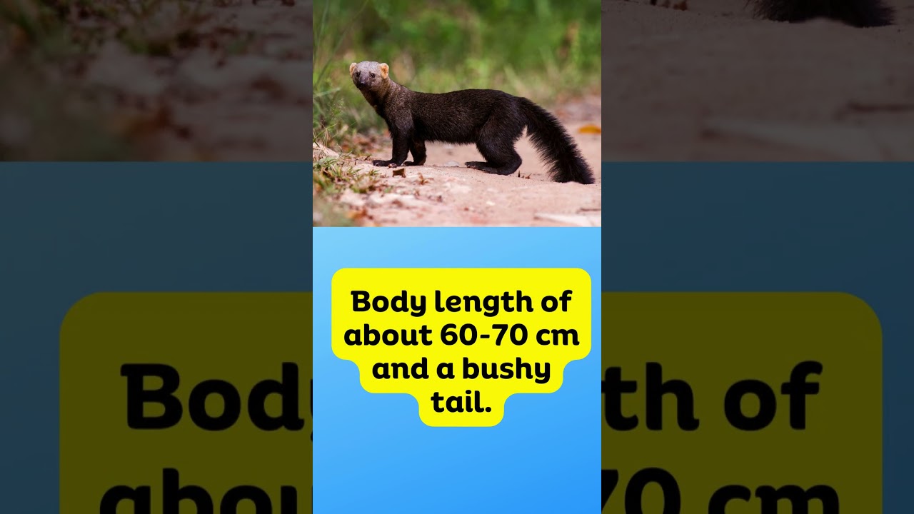 Rare Animals on the Earth 