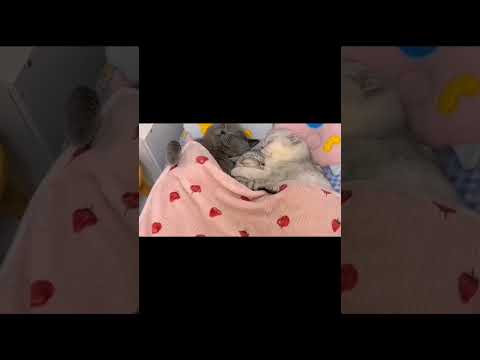 cute couple 🥰/#viral#