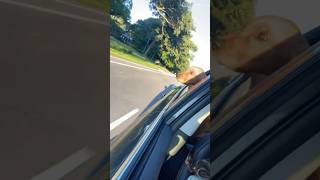 Endo the puppy is figuring out how to hang his head out the window.