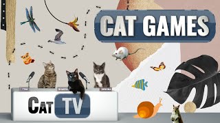 เกมส์แมว | Ultimate Cat TV Compilation เล่ม 16 | 2 ชั่วโมง 🐝🐞🦋🦎🦜🐜🐭🧵