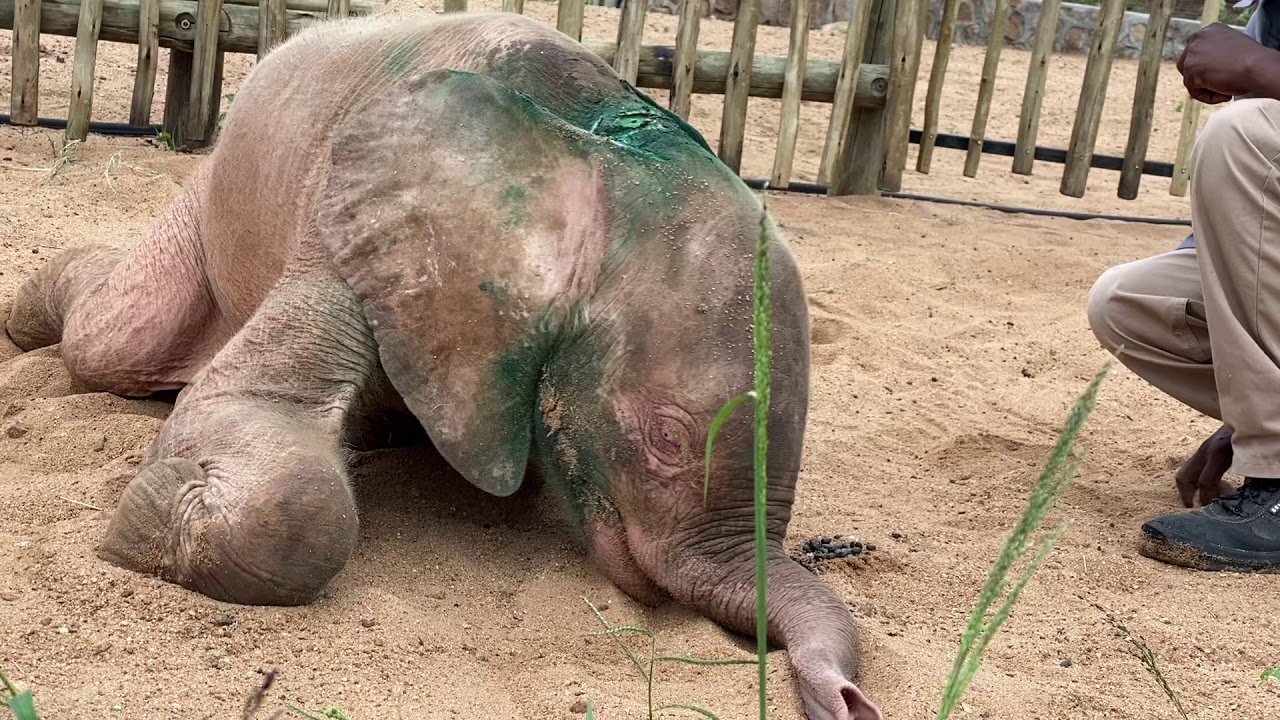 Khanyisa - albino baby elephant playing in the sand with her carer