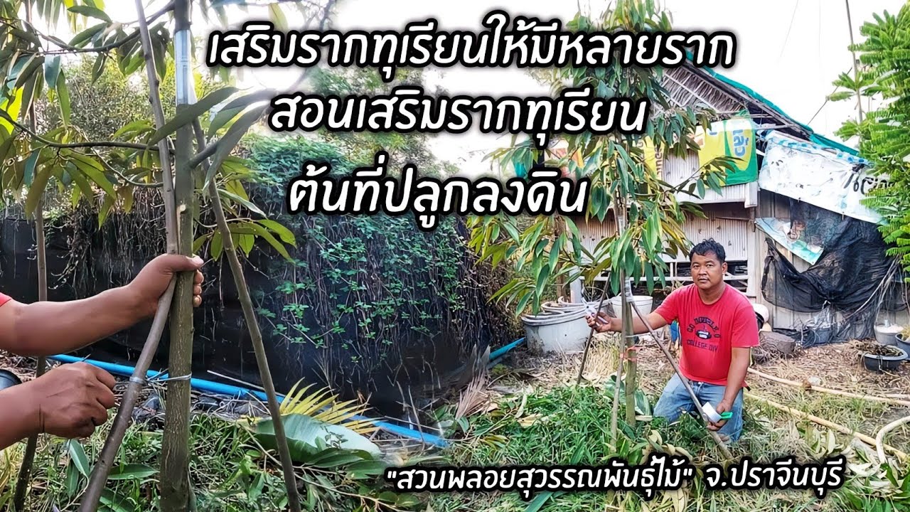 เสริมรากทุเรียนให้มีหลายราก สอนเสริมรากทุเรียนต้นที่ปลูกลงดิน 