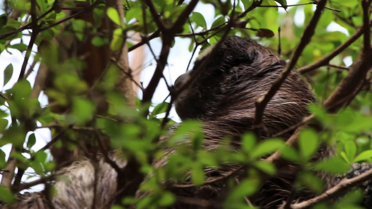 Dallas Aquarium SLOTH!!! YouTube