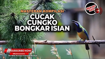Kompilasi Cucak Cungkok Full Tembakan Isian Dahsyat