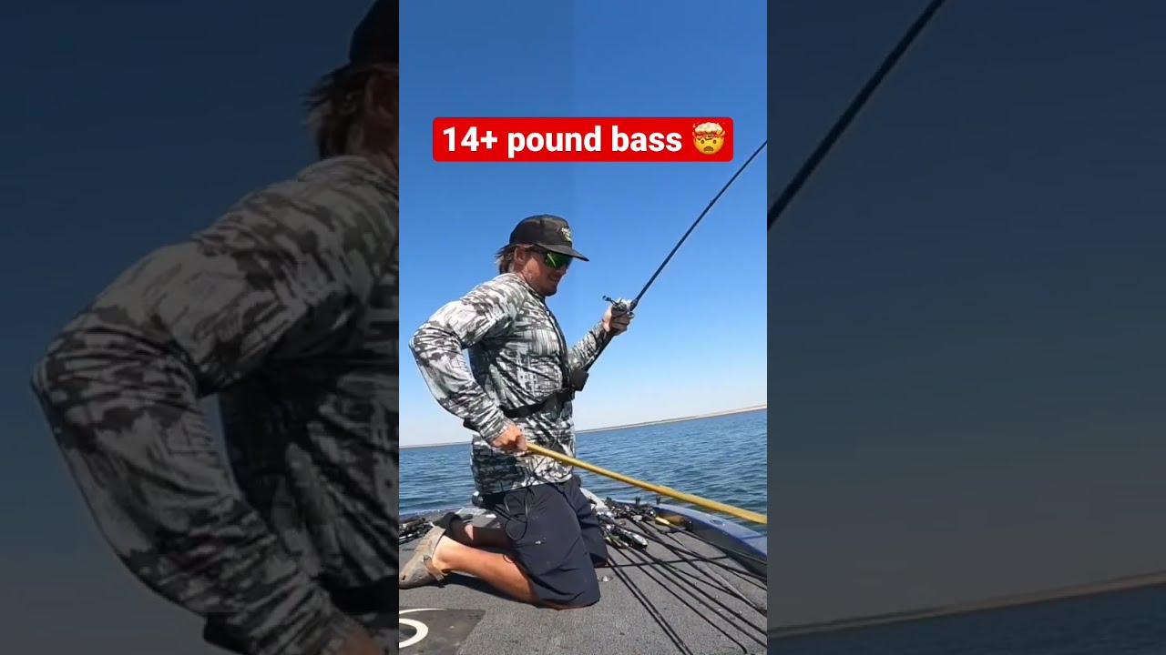 14 7 Pound Bass Caught On A Swimbait