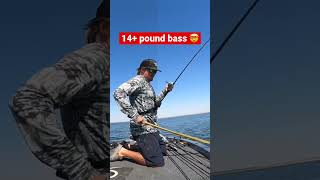 14.7 pound Bass Caught on a Swimbait