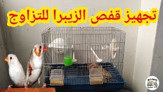 تجهيز قفص الزيبرا للتزاوج  (معلومات ،نصائح ،مستلزمات)