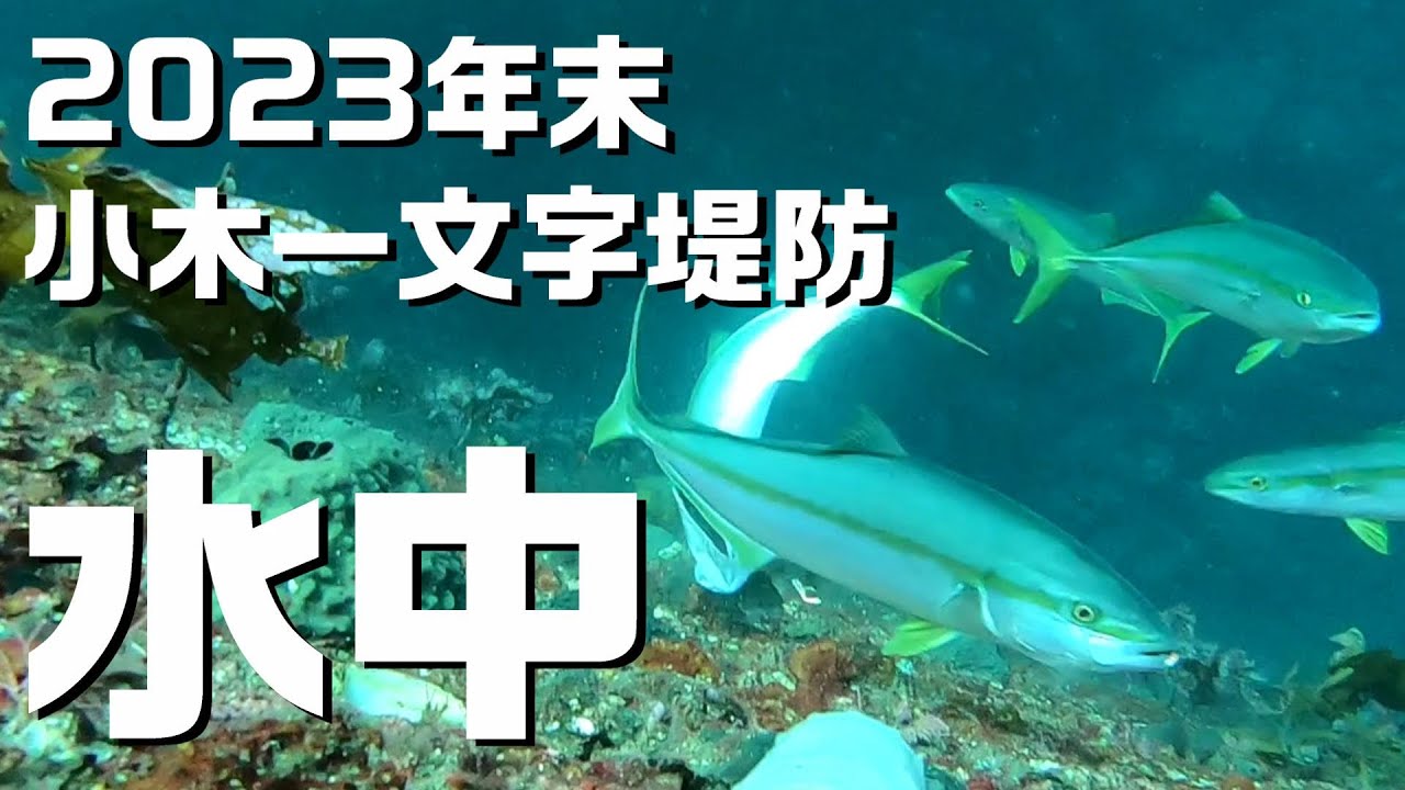 水中映像】能登,小木一文字水中で奇跡の映像