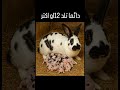 ارنب بابيون تلد 12 صغير أو 14 أرنب اكسبلور الأرانب المغرب البادية المغربية السعودية