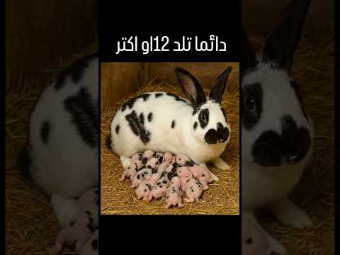 ارنب بابيون تلد 12 صغير أو 14 أرنب اكسبلور الأرانب المغرب البادية المغربية السعودية