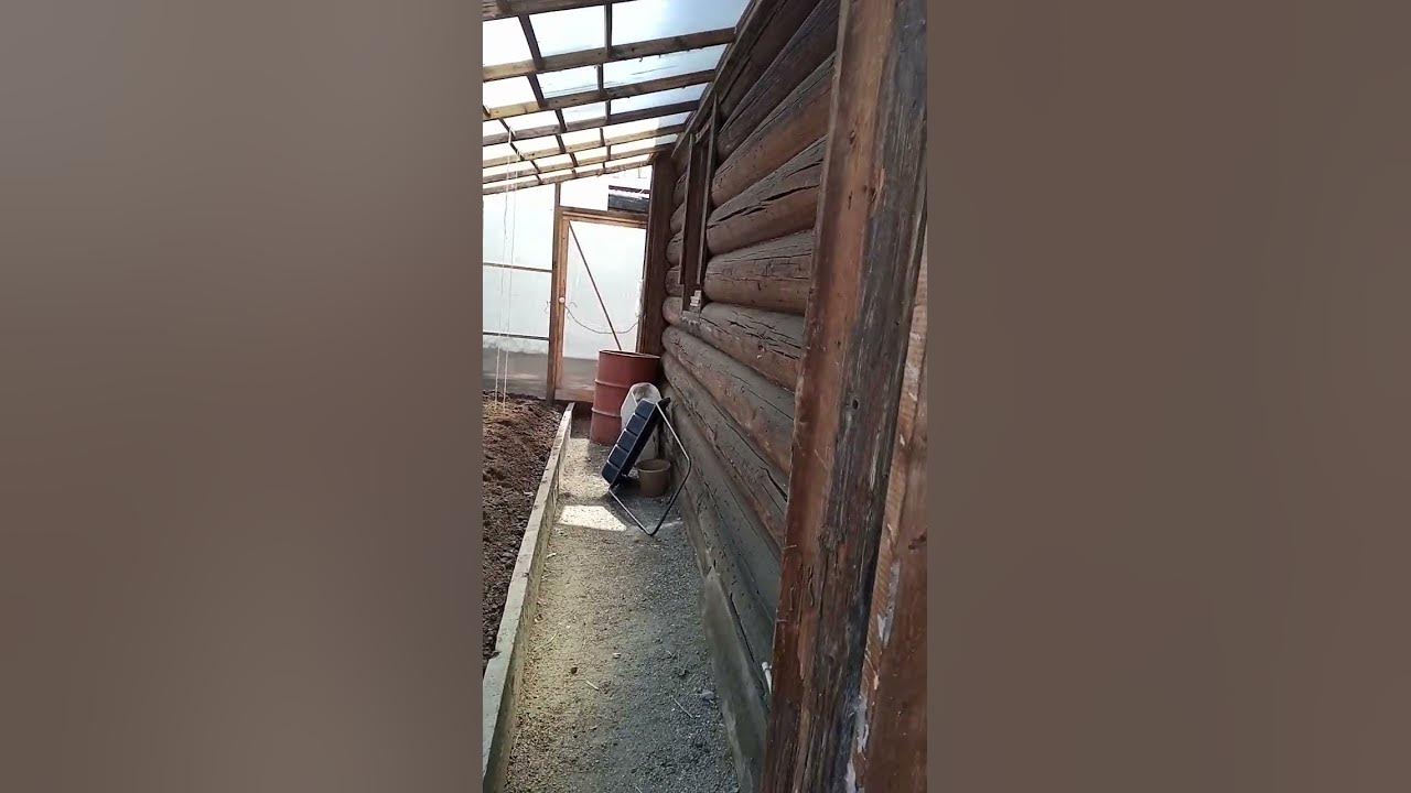 Пришла пора подготавливать теплицы. А на улице у нас зашол зелёный ...