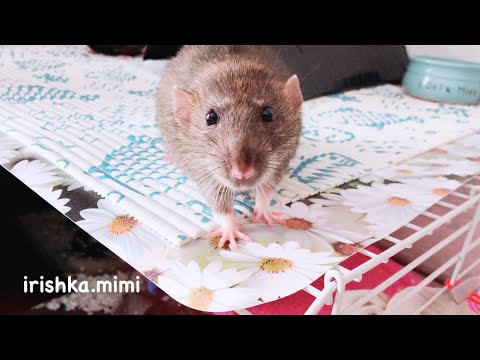Можно ли крысам рыбу и морепродукты? 🐀