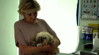Rescue Dogs Get Second Chances - Heartwarming Transformations & Happy Homes