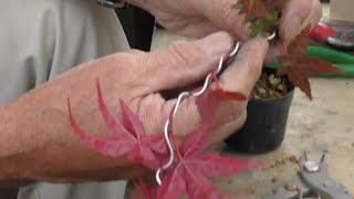 もみじ苗の針金かけと色々な曲げ方