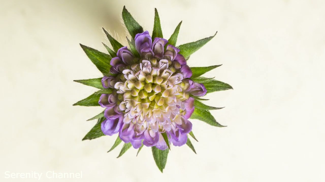 How Amazing-Flower Blossoming 