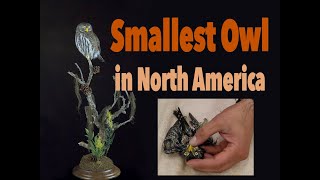 Pygmy owl taxidermy How to pull it off Art of Taxidermy