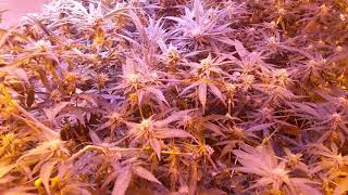 A look at the Garden Day 26 of flower and some mail call