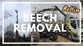 Beech Removal Short Edit