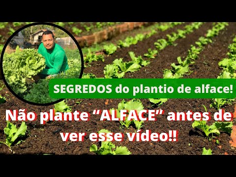 Vídeo: Crescimento da Alface - Razões pelas quais minha alface não está formando cabeças