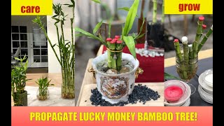 Propagate Lucky Money Tree Plant!  Lucky Bamboo Plant Care  Shirley Bovshow