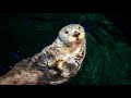Behind the scenes with the Shedd Aquarium otters