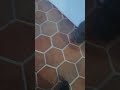 Mira como quedo el piso imagínate lo que hace por tus muros de piedra #viral #sayer #herramientas