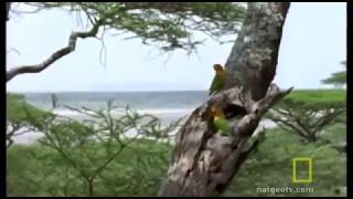 LUCU!!! INILAH LOVEBIRD DI HUTAN ASLI AFRIKA....