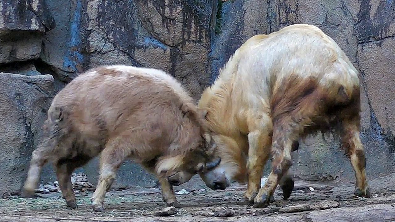 角の付き合いをするゴールデンターキン「オウテン＆レイカ