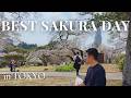 Sakura Update 2026: Exploring the Best of Cherry Blossoms in Tokyo