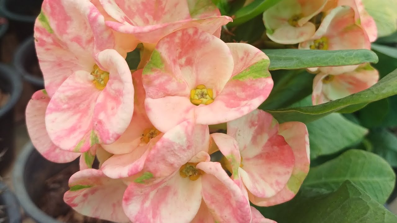 ตัดดอกตัดใจตัดใบตัดรัก #สวนท่านแม่ทัพ