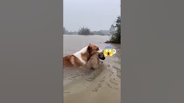 chó mẹ giữ chặt con trong miệng, bơi qua dòng nước chảy xiết, tìm chỗ trú 😱 #concho #dongvat #shorts