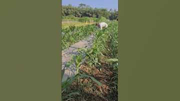 Secret Tips and Tricks of Smart Farmers Caring for Corn Fields #shorts