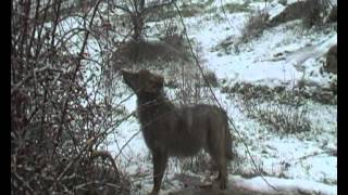 Lobo Ibérico en CAÑADA REAL "OPENNATURE"