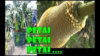 # TIS # PETAI Kerdil Buah Lebat Dalam PotSayurLalapManfaat PetaiHow to Grow Petai in Pot