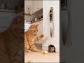 cat vs rat , who's clever 🤯🔪