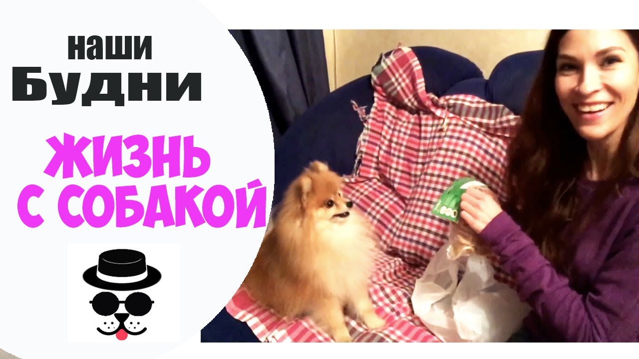 зоофилилка с собакой Покупки из ЗООМАГАЗИНА | Жизнь с Собакой - YouTube