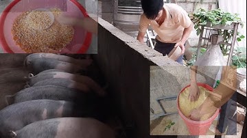 chỉ cần 4 bao cám! Nuôi heo Có cần thiết nấu chín không ? @Heoconvlogs