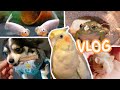 A day in my life with lots of pets vlog