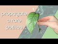 How to Propagate a Rare Pothos Plant - Epipremnum pinnatum albo