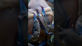 Look at this! 🦀🦀