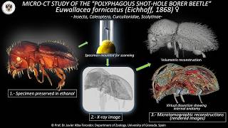 Micro-CT study of the "polyphagous shot-hole borer beetle” Euwallacea fornicatus (Eichhoff, 1868)