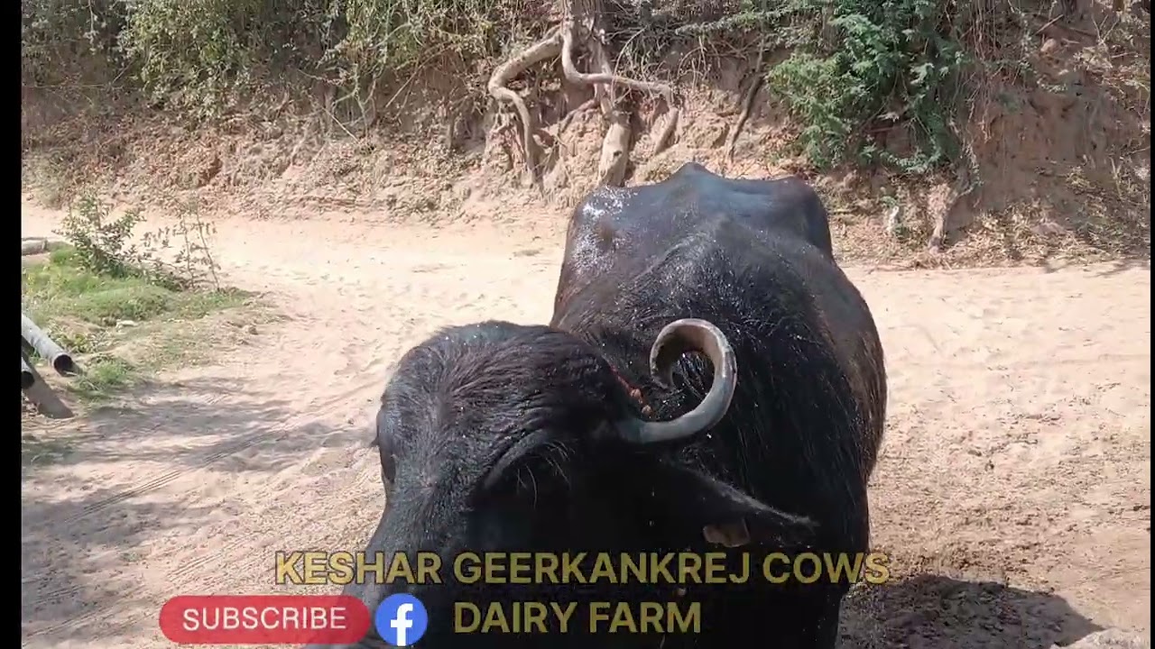 ગાયો ભેંસો ની સંભાળ #cowvlog#buffalovlog#dairyfarm#farmlife#pashupalan (પશુપાલન)
