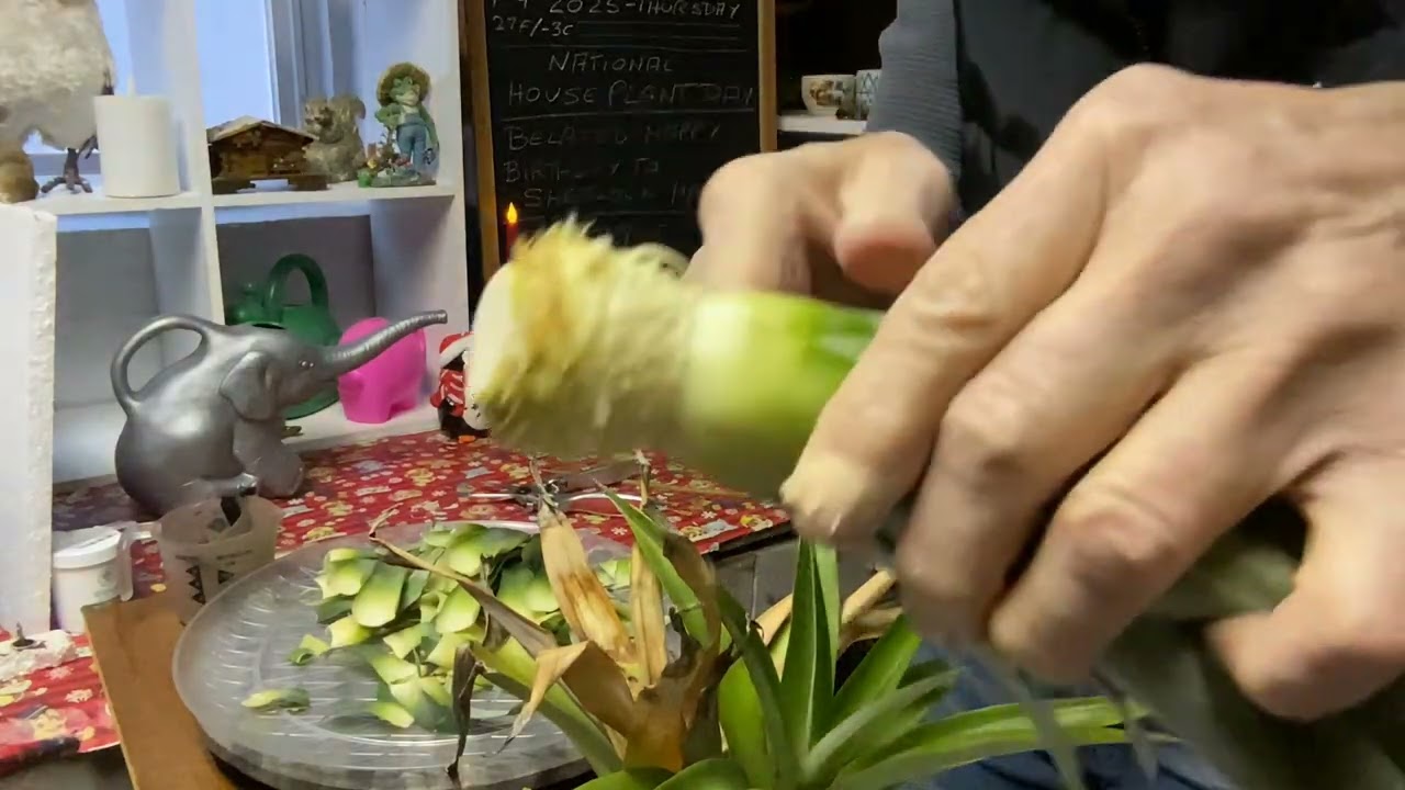 National House Plant Day