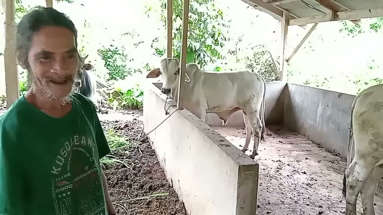 Paano Mapapabilis Ang Paglaki Ng Alagang Baka| Magkano Ang Kikitain sa Tatlong Baka #cattle