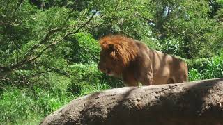 #Lion| #forests #jungle #nature #natural
