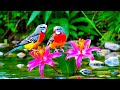 Birdsong in Forest & Relaxing Music – Peaceful Background Piano Music & Yoga