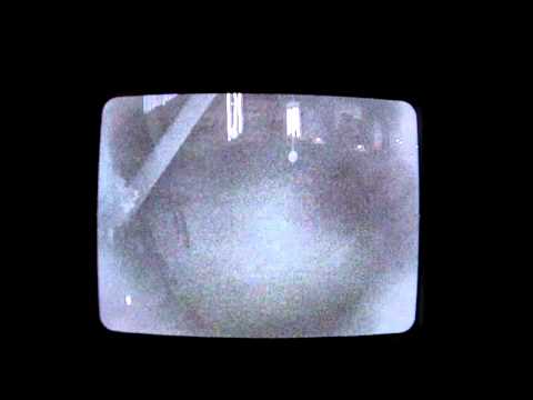 Bats On Security Cam Late Night