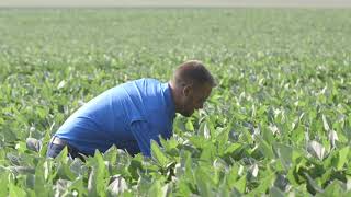 How can volunteer corn increase corn rootworm pressure?