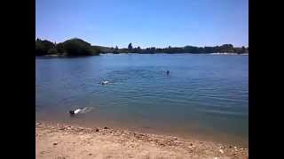 Nacho, Luna y Jazz nadan en el Pantano del Ebro
